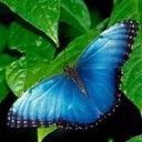 AliciaHawes's Avatar