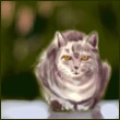 giulia58buckingham's Avatar