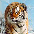 ihecow's Avatar